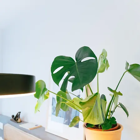 Διαμέρισμα Cedofeita 41